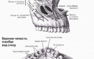 Строение челюсти человека