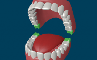 Сколько зубов у взрослого человека