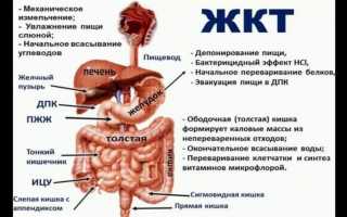 Кишечник человека: длина, строение, роль и функции